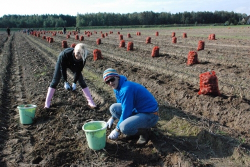 Rešetins un Vaļicka piedalās kartupeļu novākšanā  (Bilde 1)