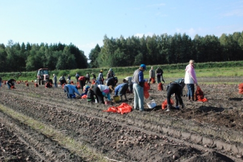 Rešetins un Vaļicka piedalās kartupeļu novākšanā  (Bilde 2)