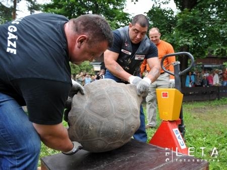 Bergmanis un Vidzis cilā 225 kg smagus bruņrupučus un sveras arī paši (foto) (Bilde 1)