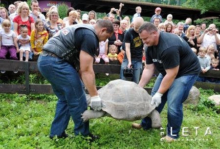 Bergmanis un Vidzis cilā 225 kg smagus bruņrupučus un sveras arī paši (foto) (Bilde 3)