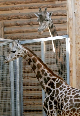 Bilzu Galerija Rigas Zoo Sveic Visas Gimenes Svetkos Un Aicina Atbraukt Apskatit Kimi Foto Bilde 2 Vipi Tv