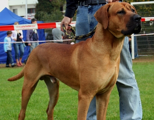 Apskati retas suņu un kaķu šķirnes izstādē PetExpo 2017